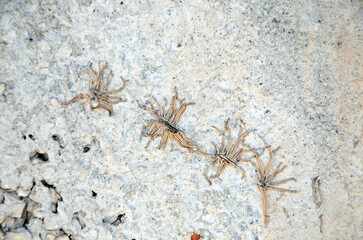 Background. Rock surface with four fossilized structures similar to centipedes. Mallorca Island. Spain