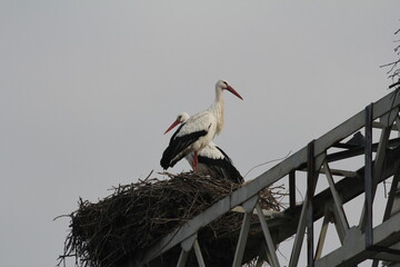 Two storks in the nest