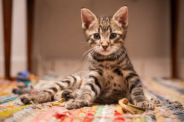 Obraz premium gatito atigrado