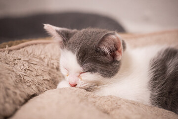 gatito bebé dormido