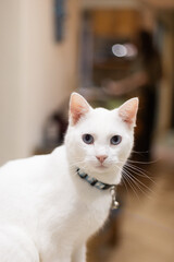 retrato de gato blanco