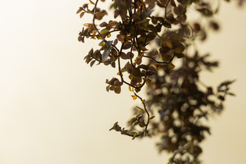 planta colgante