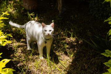 gato blanco