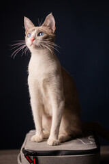 gatita blanca