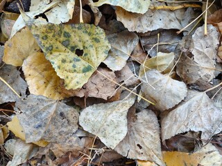 Fallen yellow withered leaves of birch and poplar on the ground close. Macro. Background. Autumn. Leaf fall