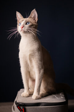 gatita blanca