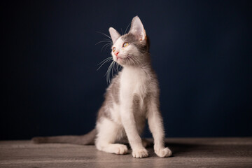 gatito bebé