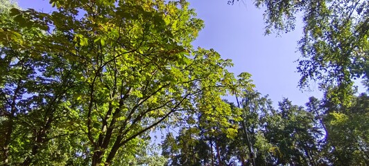Fototapeta premium Crown and branches of chestnut tree against blue sky. Chestnut tree leaves illuminated by the sun. Autumn foliage