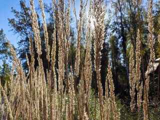 Obraz premium Dried ears of grass, sedge against the background of the backlight of the sun and against the background of the forest