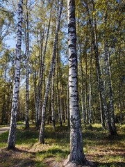 Obraz premium Birch forest, vertical photo