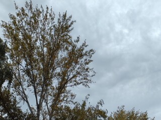 Poplar against the grey autumn sky