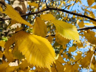 yellow autumn foliage in the backlight of the sun, linden and elm leaves in autumn, leaf fall