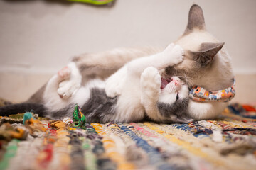 mamá gata jugando con cría