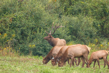 Huge Impressive Regal Elk Bull with His Harem 