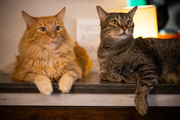 gatos hermanos