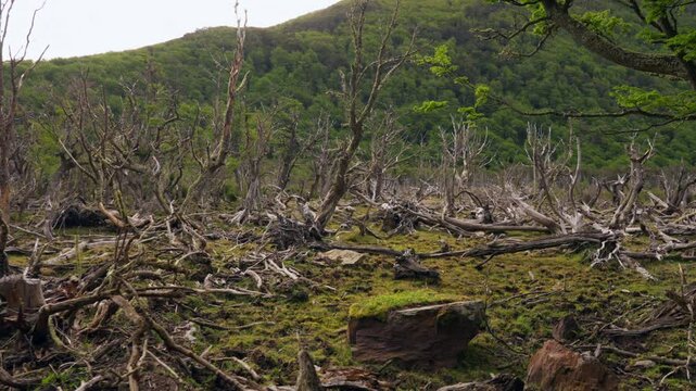 Walking along dead trees in Patagonia