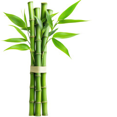 Fototapeta premium Bamboo stalks with vibrant green leaves on a white isolate background. isolated on transparent background.