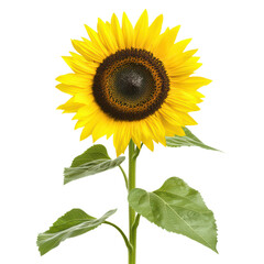 Fototapeta premium Bright and vibrant sunflower with green leaves against a white isolate background. isolated on transparent background.