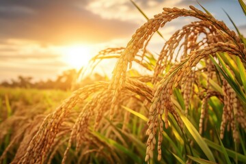 stacks of rice against the background of a field
