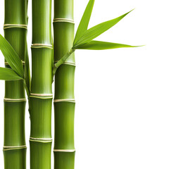 Obraz premium Fresh green bamboo shoots with elegant leaves on a white isolated background. isolated on transparent background.