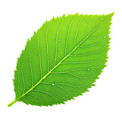 Obraz premium Fresh green leaf with fine details on a white isolated background. isolated on transparent background.