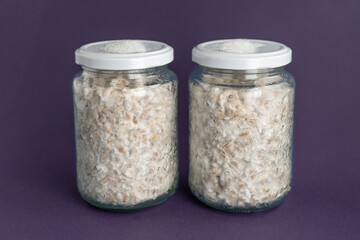 Mushroom Spawn. Jars of Grain Spawn. Close-up mycelium growth on Grain Spawn. White Mycelium of mushrooms growing. Home mycology. Mushroom Cultivation.