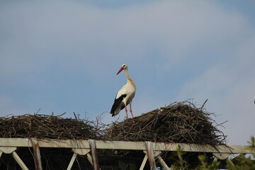 White stork in the nest