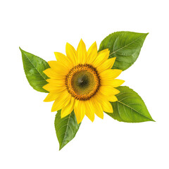 Obraz premium Vibrant sunflower with green leaves, isolated on a white background. isolated on transparent background.