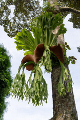 Staghorn fern or elkhorn fern (Platycerium superbum) in Bali, Indonesia attached to tree trunk.