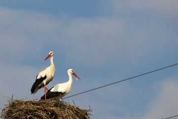 Fototapeta premium Two white storks in the nest