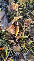 A leaf is covered in frost and is sitting on top of a field of grass