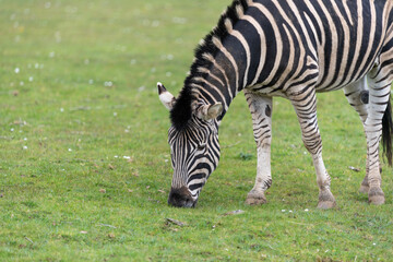 Fototapeta na wymiar Close up of a zebra grazing