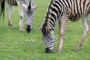 Close up of a zebra grazing