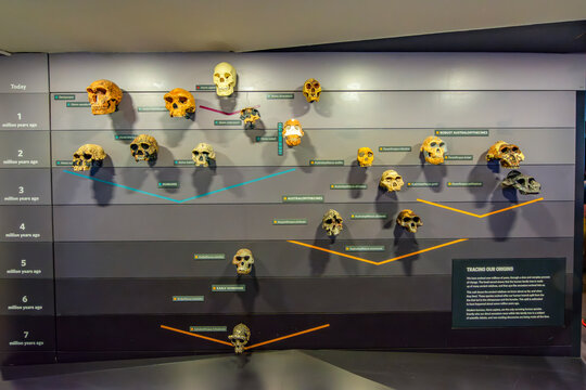 Skulls representing human evolution in British museum, London, UK