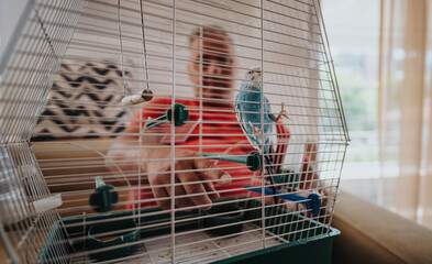 An elderly man wearing a red shirt gently interacting with his blue pet budgie inside a cage,...