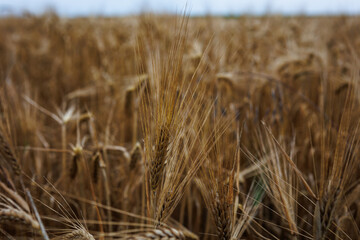 jęczmień © Michał.S-FOTO