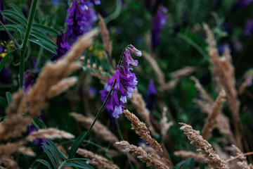 Wyka kosmata na tle roślin łąkowych