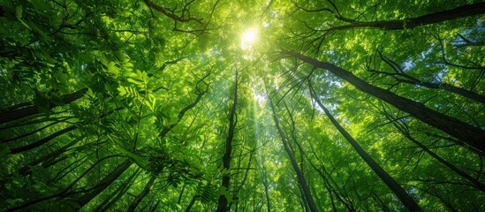 Stunning panoramic view of a magical forest canopy bathed in ethereal sunlight streaming through the lush dense and verdant foliage of the towering trees