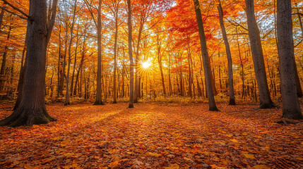   The sun illuminates the forest floor as leaves rustle overhead