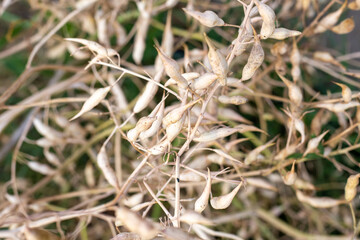Dried radish seed pods on branches. Growing radishes from your own seeds.