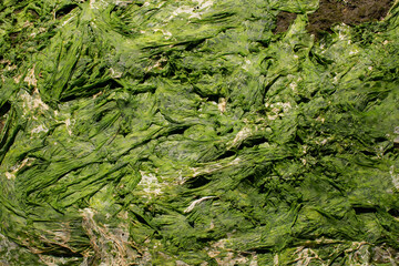 Green seaweed which has been stretched out and dried on the shore as the tide receeded