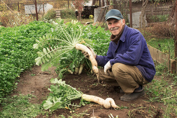 Gardener grew a daikon, although not even, but very large