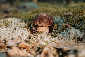 Single mushroom Boletus pinophilus, commonly known as the pine bolete or pinewood king bolete growing in the forest among white lichen and green moss