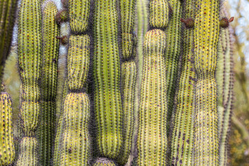 Close up photo of Organ Pipe Cactus plant with slender columns of ridges and sharp spines, Arizona...