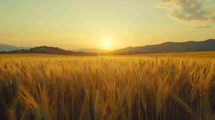 Fototapeta premium A field of wheat bathed in sunset hues with the distant sun dipping below the horizon and towering mountains fading into the background