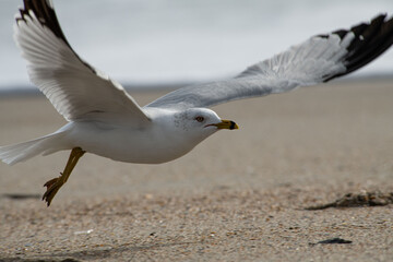 skimming seagull