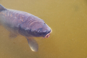 Fototapeta premium carp and grass carp in a pond