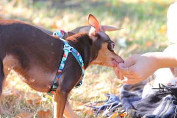 pets, dogs on a walk