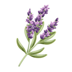 Obraz premium Lavender flowers, cartoon plant of French field. Twig with green leaves and blossoms, herbal decoration of Provence. Summer nature, botany mascot, cartoon rustic lavender branch vector illustration