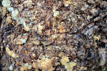 Background. Tree trunk with short fragments of rough dark bark. Mallorca Island. Spain